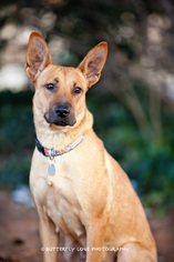 Basenji-Unknown Mix Dogs for adoption in Sandy, UT, USA