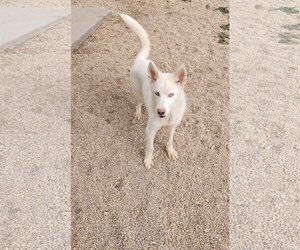 Huskies -Unknown Mix Dogs for adoption in Maquoketa, IA, USA