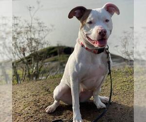 American Pit Bull Terrier Dogs for adoption in Vallejo, CA, USA