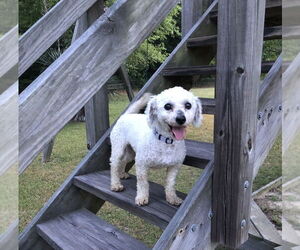 Bichon Frise Dogs for adoption in Mooresville, NC, USA