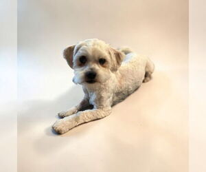 Maltese Dogs for adoption in Menifee, CA, USA