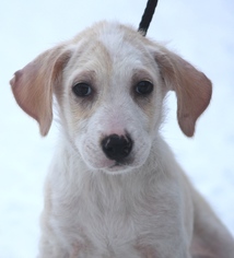 Shepradors Dogs for adoption in Salt Lake City, UT, USA