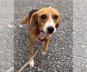 Beagle-Unknown Mix Dogs for adoption in Rustburg, VA, USA