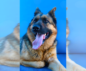 German Shepherd Dog Dogs for adoption in Pasadena, CA, USA