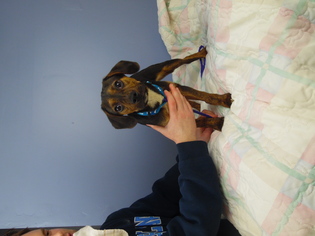 Boglen Terrier Dogs for adoption in Minneapolis, MN, USA