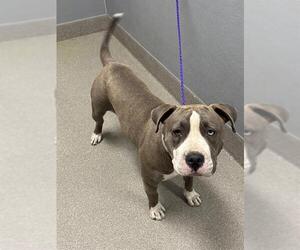 American Pit Bull Terrier-Unknown Mix Dogs for adoption in Las Vegas, NV, USA