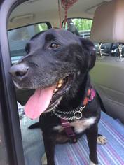 Labrador Retriever-Unknown Mix Dogs for adoption in Asheville, NC, USA