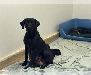 Labrador Retriever Dogs for adoption in San Andreas, CA, USA