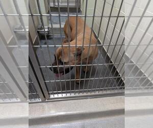 Mutt Dogs for adoption in Upland, CA, USA