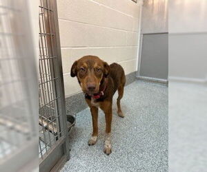 Collie-Unknown Mix Dogs for adoption in Houston, TX, USA