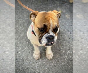 Bulldog Dogs for adoption in Dumont, NJ, USA