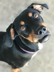 Boxer-Doberman Pinscher Mix Dogs for adoption in Rancho Santa Margarita, CA, USA