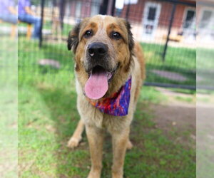 Great Pyrenees-Unknown Mix Dogs for adoption in San Antonio, TX, USA