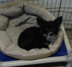 Chihuahua Dogs for adoption in Mukwonago, WI, USA