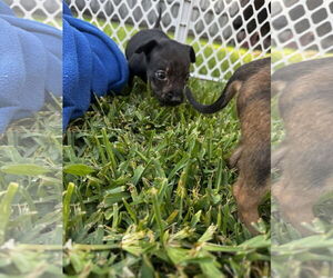 Shepradors Dogs for adoption in New Orleans, LA, USA