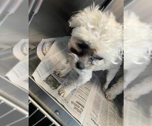 Poodle (Miniature)-Unknown Mix Dogs for adoption in San Antonio, TX, USA