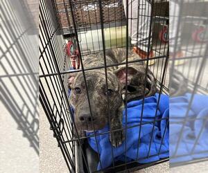 American Staffordshire Terrier-Unknown Mix Dogs for adoption in Louisville, KY, USA