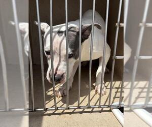 American Pit Bull Terrier-Unknown Mix Dogs for adoption in Oklahoma City, OK, USA