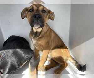 American Pit Bull Terrier-Unknown Mix Dogs for adoption in Houston, TX, USA