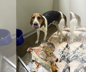 Mutt Dogs for adoption in Pierceton , IN, USA