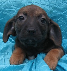 Medium Photo #1 Dachshund-Unknown Mix Puppy For Sale in Cuba, NY, USA