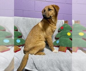Golden Labrador Dogs for adoption in Genesee, WI, USA