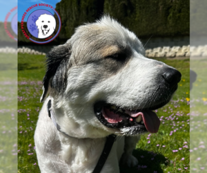 Great Pyrenees Dogs for adoption in Spring, TX, USA