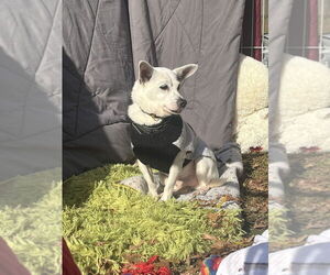 Chihuahua-Unknown Mix Dogs for adoption in New York, NY, USA