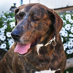 Labrador Retriever Dogs for adoption in Paso Robles, CA, USA
