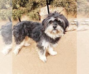 Shih Tzu Dogs for adoption in Albuquerque, NM, USA