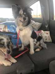 Australian Shepherd Dogs for adoption in Tucson, AZ, USA