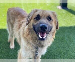 Chow Chow-Unknown Mix Dogs for adoption in Santa Ana, CA, USA