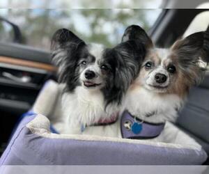Papillon Dogs for adoption in Jacksonville, FL, USA