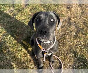 Great Dane-Unknown Mix Dogs for adoption in Pueblo, CO, USA