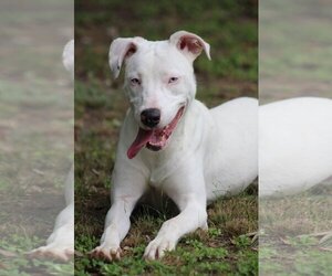 Catahoula Leopard Dog-Unknown Mix Dogs for adoption in Ocean Springs, MS, USA
