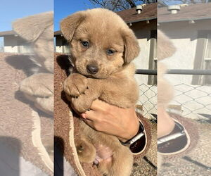 Mutt Dogs for adoption in Grafton, WI, USA