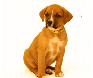 Mutt Dogs for adoption in Brooklyn Center, MN, USA