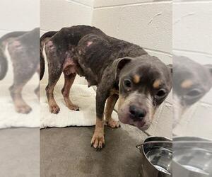 American Bulldog-Unknown Mix Dogs for adoption in Rosenberg, TX, USA