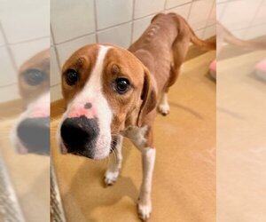 Treeing Walker Coonhound Dogs for adoption in Derwood, MD, USA