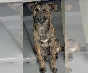 German Shepherd Dog-Unknown Mix Dogs for adoption in Visalia, CA, USA