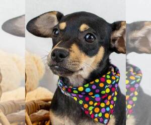 Chiweenie Dogs for adoption in Kennesaw, GA, USA
