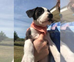 Labrador Retriever Dogs for adoption in Orangeburg, SC, USA