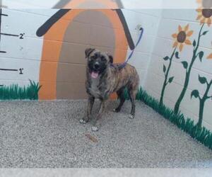 Bullboxer Pit Dogs for adoption in San Bernardino, CA, USA