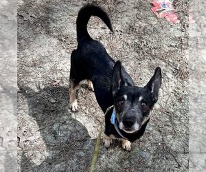 Medium Photo #1 Chihuahua-Unknown Mix Puppy For Sale in Spring Lake, NC, USA