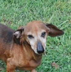Dachshund Dogs for adoption in Yardley, PA, USA