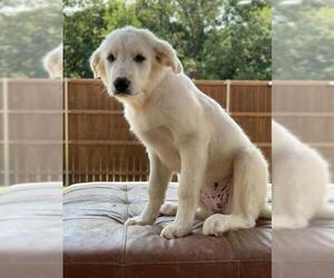 Great Pyrenees Dogs for adoption in Flower Mound, TX, USA