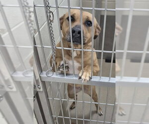 Mutt Dogs for adoption in Decatur, IL, USA