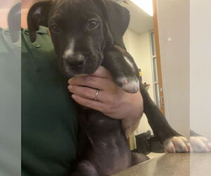 American Pit Bull Terrier-Unknown Mix Dogs for adoption in Plano, TX, USA