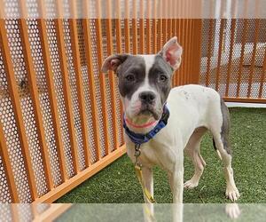 American Pit Bull Terrier-Unknown Mix Dogs for adoption in Las Vegas, NV, USA