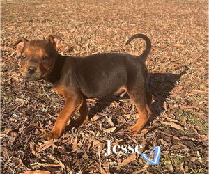 American Pit Bull Terrier-Spaniel Mix Dogs for adoption in Claremore, OK, USA